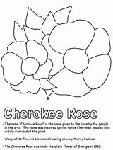 Cherokee Rose coloring page sketch template