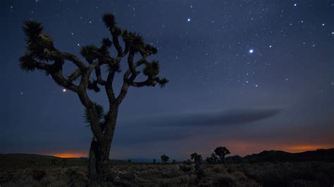 joshua, Tree, National, Park, California, Desert Wallpapers HD / Desktop and Mobile Backgrounds