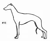 Whippet Coloring Pages sketch template