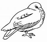 Free Printable Pigeon Coloring Pages For Kids sketch template