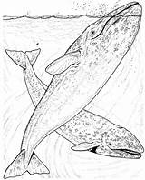 Whale Coloring Pages sketch template