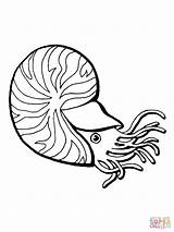 Chambered Nautilus coloring page  Free Printable Coloring Pages sketch template