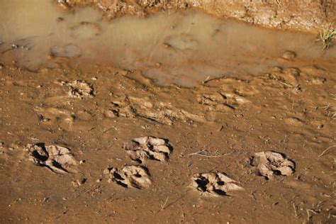 10+ Bobcat Paw Print Stock Photos, Pictures & Royalty-Free Images - iStock