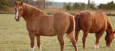 How To Tell If A Horse Is Overweight? A Guide