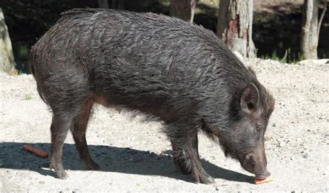 Wild Boar | The Animal Facts | Appearance, Diet, Habitat, Behavior, Range