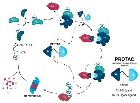 IJMS | Free Full-Text | MDM2-Based Proteolysis-Targeting Chimeras (PROTACs): An Innovative Drug ...