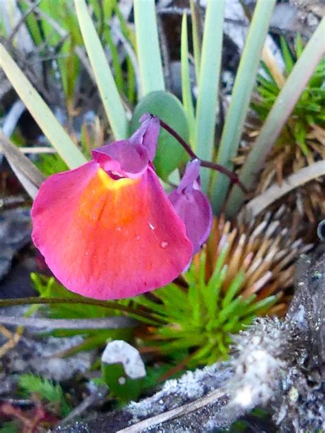 Venezuela: Mt Roraima – Bladderwort Plants – Travel2Unlimited