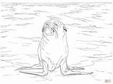 Fur Coloring Pages sketch template