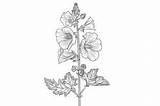 Hollyhock Adults Coloring Page Graphic By Forhadx5 · Creative Fabrica sketch template