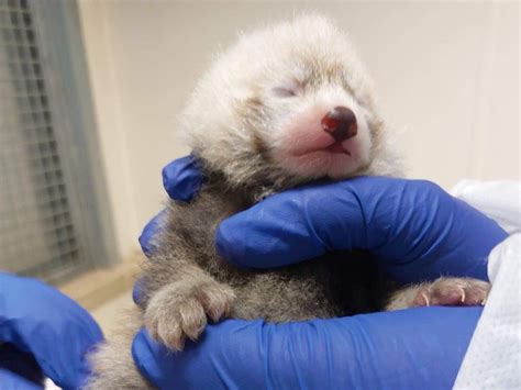 FIRST PHOTOS: Rare red panda born at Toronto Zoo | National Post