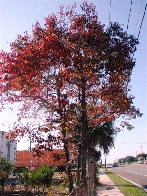 Earth Shattering Gardening: Florida Fall Foliage