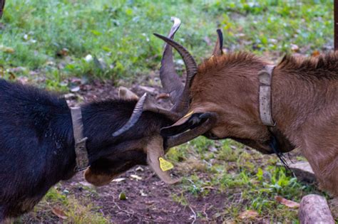 Dehorning Goats: The What and Why - Backyard Goats