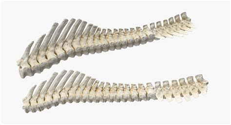 3D animal spine vertebrae bones - TurboSquid 1337200