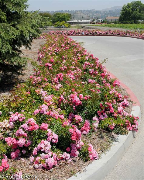 Floral Carpet rose - Waterwise Garden Planner