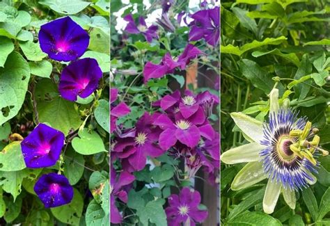 15 Fast Growing Flowering Vines To Elevate Your Garden In No Time