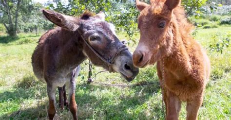 Hinny & Mule Differences: Hinny vs Mule – Just for my Horse