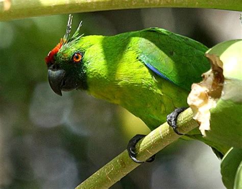 Horned parakeet (Eunymphicus cornutus). An endangered parrot endemic to New Caledonia. photo ...