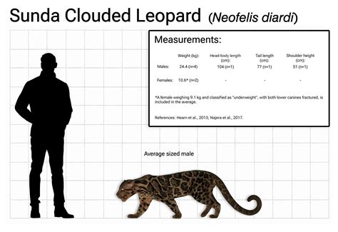 Sunda clouded leopard size comparison! The modern sabertooth 🐆 : r/bigcats