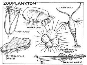 zooplankton | Science activities for kids, Plant adaptations, Plankton