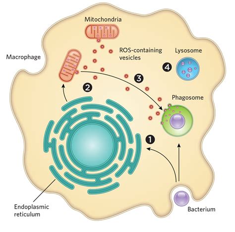 Macrophage Engulfing Bacteria Diagram