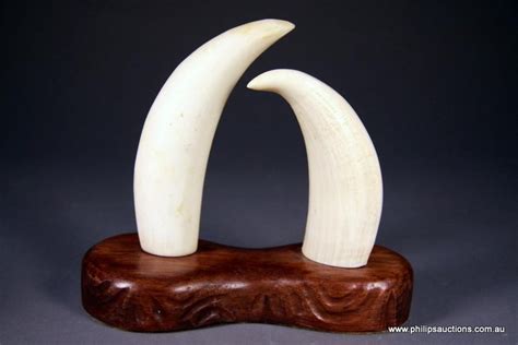 Ivory Whale Teeth on Customised Timber Base - Natural History - Industry Science & Technology