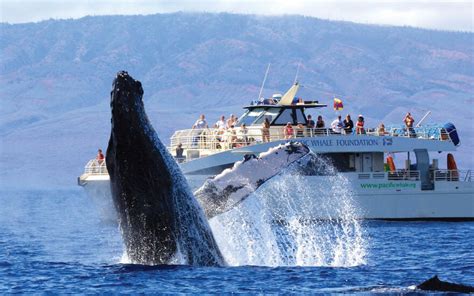 Best Maui Whale Watching Tours And Cruises - Hijinks