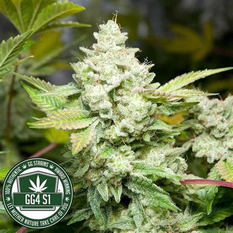 Original Glue (GG4) - GG Strains from the Experts in Stealthy Cannabis Seed Delivery! - Stealthy ...