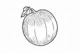 Cantaloupe Coloring Page For Adults Graphic By Forhadx5 · Creative Fabrica sketch template