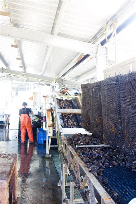 Daytrip: Hog Island Oyster Farm - Hither & Thither