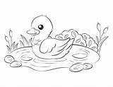 Free Duckling Coloring Page  Download Now sketch template
