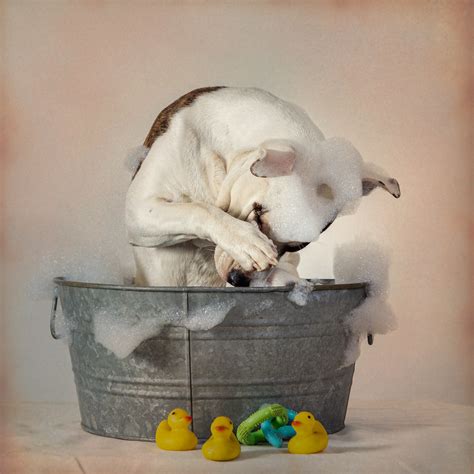 Dog in a Bath Tub With Bubbles | Dog in a Bath Tub with Bubb… | Flickr