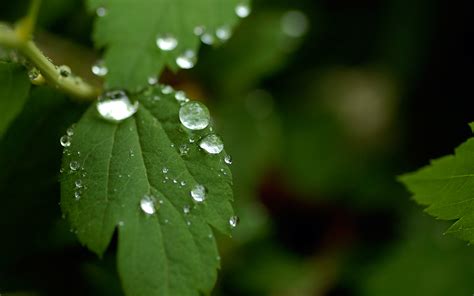 🔥 Download Related Pictures Spring Rain Desktop Wallpaper HD by @karencross | Spring Rainy ...