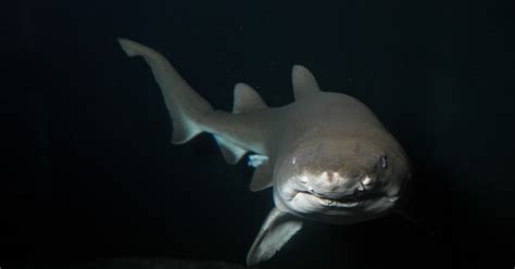 National Aquarium - Sand Tiger Shark