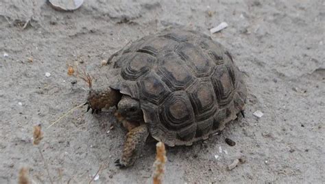 Chaco Tortoise | The Animal Facts | Appearance, Diet, Habitat, Lifespan