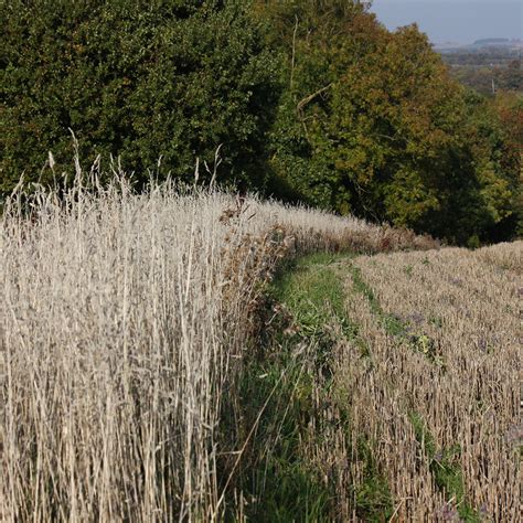 Kay Laurence | Learning About Dogs | Wheat or Chaff?