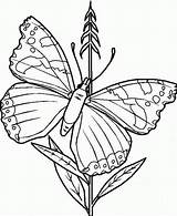 Free Printable Butterfly Coloring Pages For Kids sketch template
