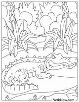 Alligator Printable Coloring Pages sketch template