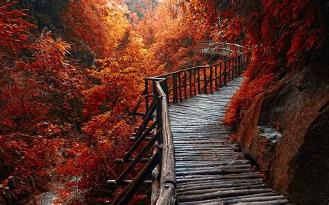 Landscape photography of wooden bridge covered in orange leafed trees HD wallpaper | Wallpaper Flare