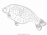Carp Coloring Designlooter Pages Sketch Page sketch template