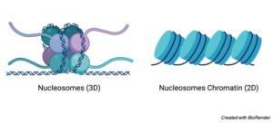 Nucleosome: Definition, Structure, and Function