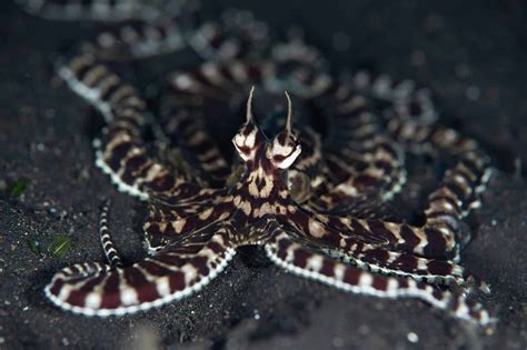 Mimic Octopus - OctoNation - The Largest Octopus Fan Club!