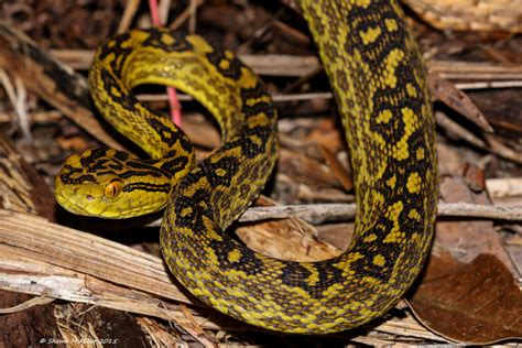 Venomous snakes of Okinawa-Japan | Okinawa Nature Photography