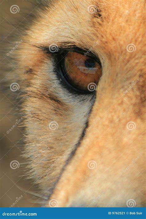 Cheetah Eye Close-up Stock Image - Image: 9762521