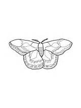 Realistic Atlas Moth Coloring Page  Free Printable Coloring Pages sketch template