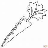 Carrot coloring Page  Free Printable Coloring Pages sketch template