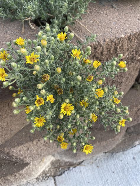 Plant ID:Aurora,Colorado : r/Wildflowers