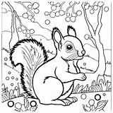 Squirrel Outline Vector Illustration Coloring Book For Children  sketch template