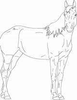 37 American Quarter Horse Coloring Pages  ItuColoring sketch template