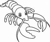 Lobster Claw Drawing At GetDrawings  Free Download sketch template