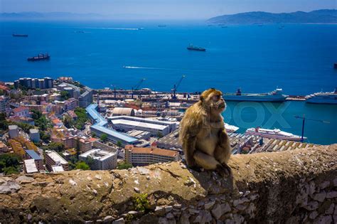 Monkey in Gibraltar | Stock image | Colourbox